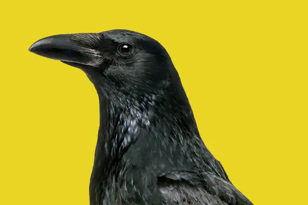 تعبیر خواب کلاغ سخنگو + برای زن متاهل و باردار و دختر مجرد و از دید مولف