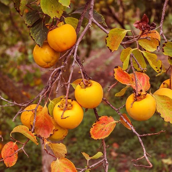 خواص خرمالو برای مردان + معجزه‌ای برای اسپرم و پروستات!
