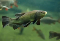 تعبیر خواب ماهی ابن سیرین + برای زن متاهل و باردار و دختر مجرد و از دید مولف