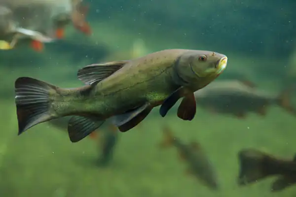 تعبیر خواب ماهی ابن سیرین + برای زن متاهل و باردار و دختر مجرد و از دید مولف