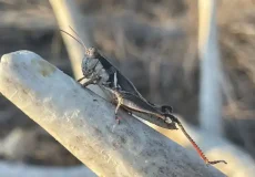 تعبیر خواب ملخ + برای زن متاهل و باردار و دختر مجرد و از دید مولف