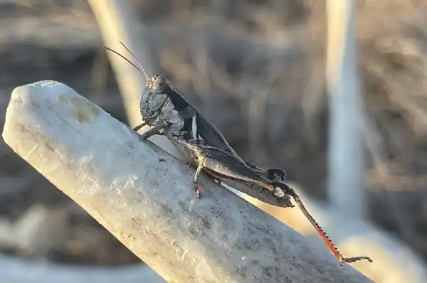 تعبیر خواب ملخ + برای زن متاهل و باردار و دختر مجرد و از دید مولف
