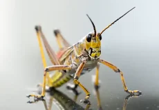 تعبیر خواب ملخ در دهان + برای زن متاهل و باردار و دختر مجرد و از دید مولف