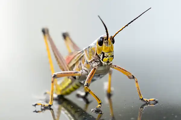 تعبیر خواب ملخ در دهان + برای زن متاهل و باردار و دختر مجرد و از دید مولف