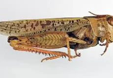 تعبیر خواب ملخ قهوه ای بزرگ + برای زن متاهل و باردار و دختر مجرد و از دید مولف