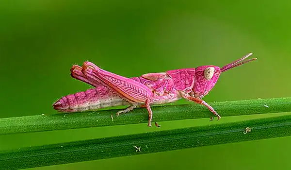 تعبیر خواب ملخ قرمز + برای زن متاهل و باردار و دختر مجرد و از دید مولف