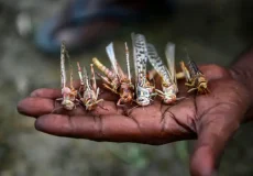 تعبیر خواب ملخ های زیاد + برای زن متاهل و باردار و دختر مجرد و از دید مولف