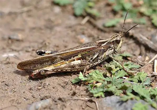 تعبیر خواب ملخ خاکستری + برای زن متاهل و باردار و دختر مجرد و از دید مولف