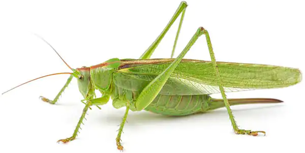 تعبیر خواب ملخ مرده + برای زن متاهل و باردار و دختر مجرد و از دید مولف