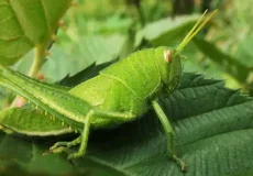 تعبیر خواب ملخ سبز + برای زن متاهل و باردار و دختر مجرد و از دید مولف