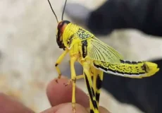 تعبیر خواب ملخ زرد + برای زن متاهل و باردار و دختر مجرد و از دید مولف