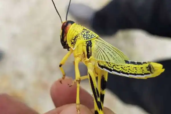 تعبیر خواب ملخ زرد + برای زن متاهل و باردار و دختر مجرد و از دید مولف