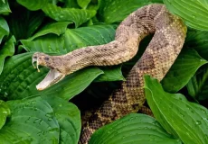 تعبیر خواب مار بزرگ در خانه + برای زن متاهل و باردار و دختر مجرد و از دید مولف