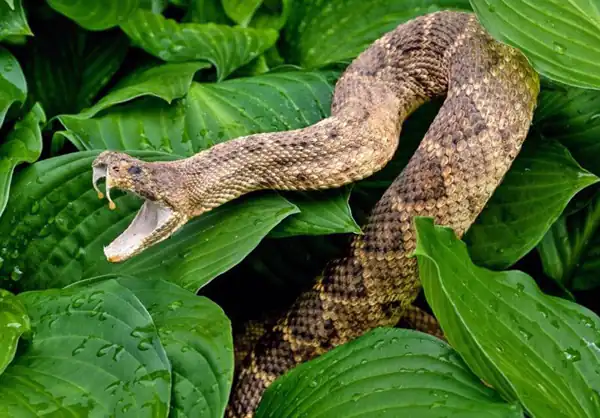 تعبیر خواب مار بزرگ در خانه + برای زن متاهل و باردار و دختر مجرد و از دید مولف