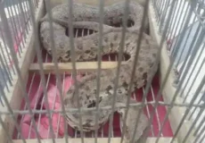 تعبیر خواب مار در قفس + برای زن متاهل و باردار و دختر مجرد و از دید مولف