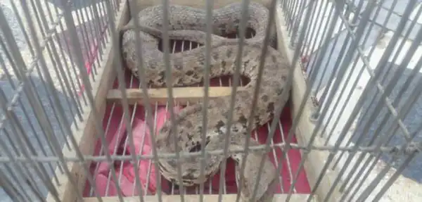 تعبیر خواب مار در قفس + برای زن متاهل و باردار و دختر مجرد و از دید مولف