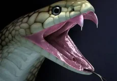 تعبیر خواب مار در خانه + برای زن متاهل و باردار و دختر مجرد و از دید مولف