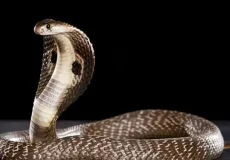 تعبیر خواب مار در خانه پدری + برای زن متاهل و باردار و دختر مجرد و از دید مولف