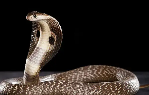 تعبیر خواب مار در خانه پدری + برای زن متاهل و باردار و دختر مجرد و از دید مولف