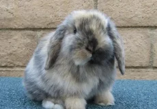 تعبیر خواب مار و خرگوش + برای زن متاهل و باردار و دختر مجرد و از دید مولف