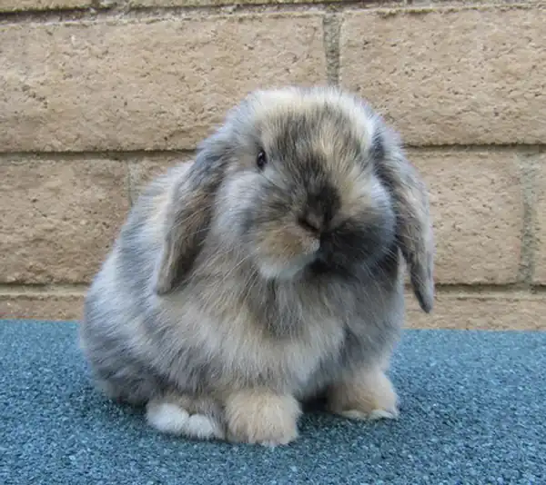 تعبیر خواب مار و خرگوش + برای زن متاهل و باردار و دختر مجرد و از دید مولف