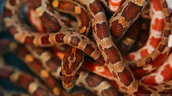 تعبیر خواب مار زیاد در خانه + برای زن متاهل و باردار و دختر مجرد و از دید مولف