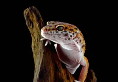 تعبیر خواب مارمولک از نظر قرآن + برای زن متاهل و باردار و دختر مجرد و از دید مولف