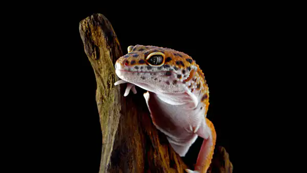 تعبیر خواب مارمولک از نظر قرآن + برای زن متاهل و باردار و دختر مجرد و از دید مولف