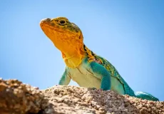 تعبیر خواب مارمولک کوچک در خانه + برای زن متاهل و باردار و دختر مجرد و از دید مولف