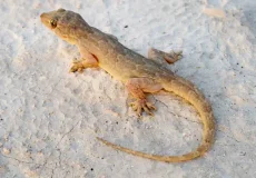 تعبیر خواب مارمولک نی نی سایت + برای زن متاهل و باردار و دختر مجرد و از دید مولف