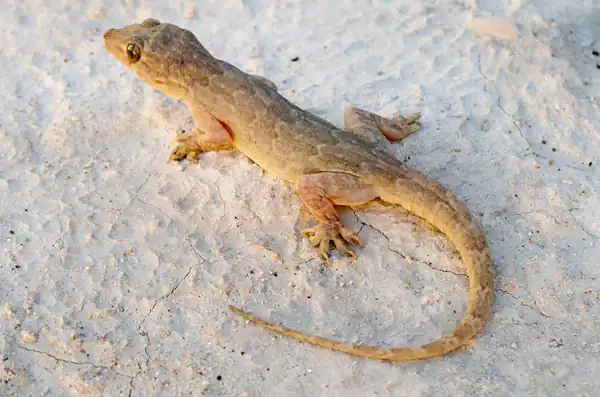 تعبیر خواب مارمولک نی نی سایت + برای زن متاهل و باردار و دختر مجرد و از دید مولف