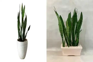 مدل گلدان برای گل سانسوریا + زیباترین گلدان های مدرن و مینیمال برای این گل مقاوم