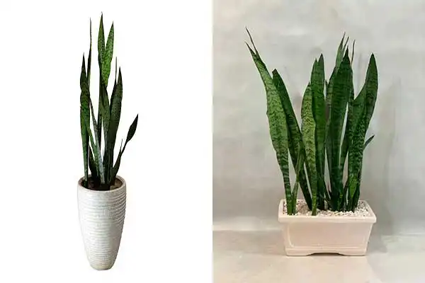 مدل گلدان برای گل سانسوریا + زیباترین گلدان های مدرن و مینیمال برای این گل مقاوم