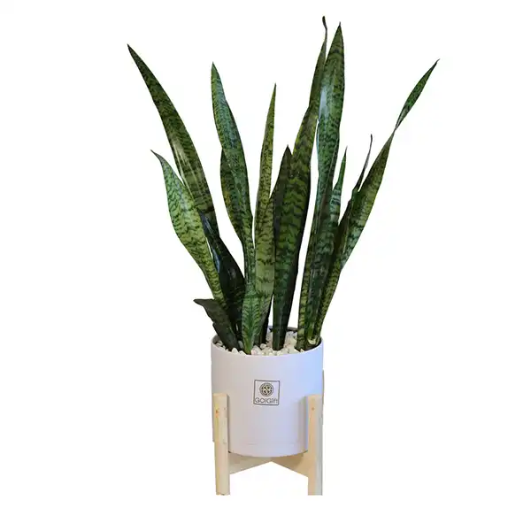 مدل گلدان برای گل سانسوریا + زیباترین گلدان های مدرن و مینیمال برای این گل مقاوم