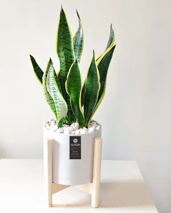 مدل گلدان برای گل سانسوریا + زیباترین گلدان های مدرن و مینیمال برای این گل مقاوم