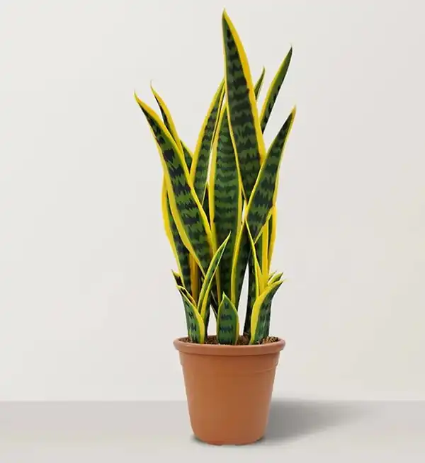 مدل گلدان برای گل سانسوریا + زیباترین گلدان های مدرن و مینیمال برای این گل مقاوم