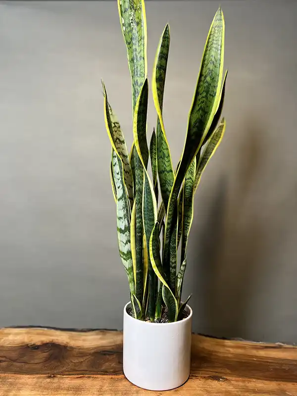 مدل گلدان برای گل سانسوریا + زیباترین گلدان های مدرن و مینیمال برای این گل مقاوم