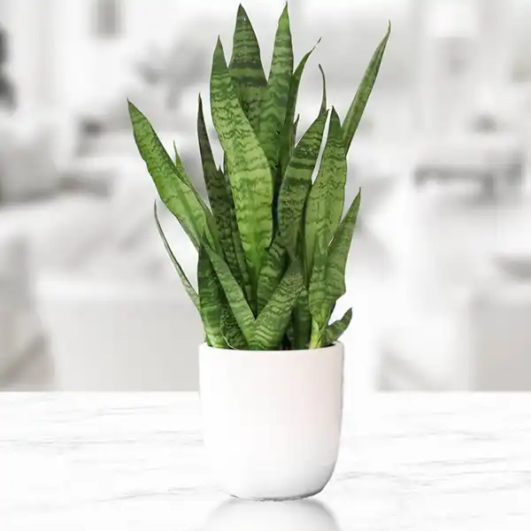 مدل گلدان برای گل سانسوریا + زیباترین گلدان های مدرن و مینیمال برای این گل مقاوم