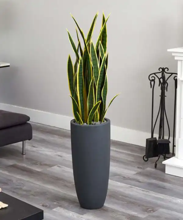 مدل گلدان برای گل سانسوریا + زیباترین گلدان های مدرن و مینیمال برای این گل مقاوم