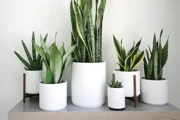 مدل گلدان برای گل سانسوریا + زیباترین گلدان های مدرن و مینیمال برای این گل مقاوم