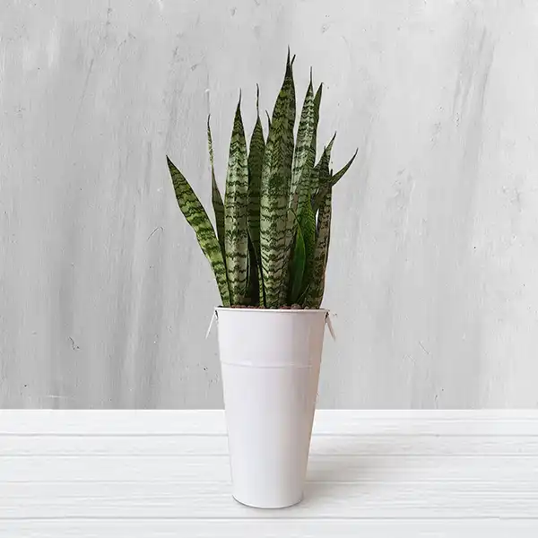 مدل گلدان برای گل سانسوریا + زیباترین گلدان های مدرن و مینیمال برای این گل مقاوم