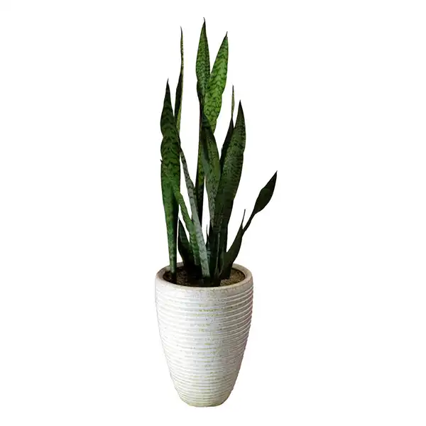 مدل گلدان برای گل سانسوریا + زیباترین گلدان های مدرن و مینیمال برای این گل مقاوم