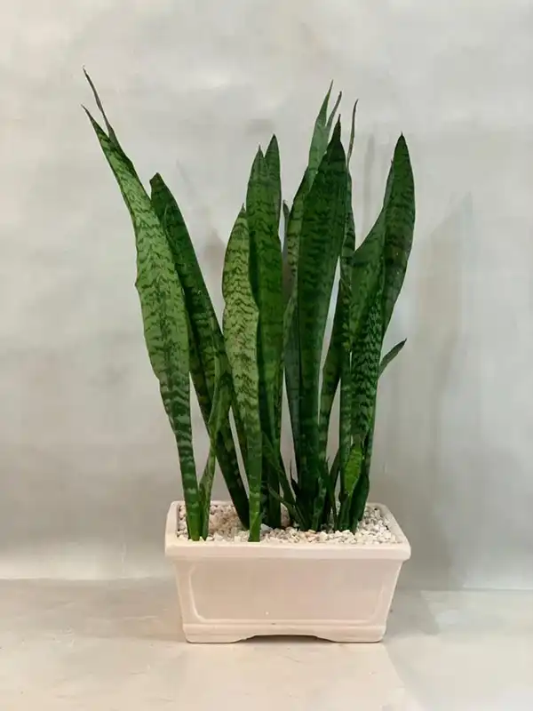 مدل گلدان برای گل سانسوریا + زیباترین گلدان های مدرن و مینیمال برای این گل مقاوم