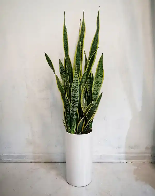 مدل گلدان برای گل سانسوریا + زیباترین گلدان های مدرن و مینیمال برای این گل مقاوم