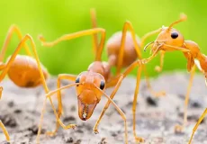 تعبیر خواب مورچه در دهان + برای زن متاهل و باردار و دختر مجرد و از دید مولف