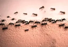 تعبیر خواب مورچه ابن سیرین + برای زن متاهل و باردار و دختر مجرد و از دید مولف