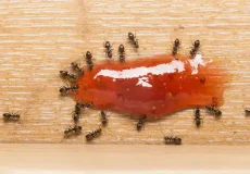 تعبیر خواب مورچه روی خوراکی + برای زن متاهل و باردار و دختر مجرد و از دید مولف