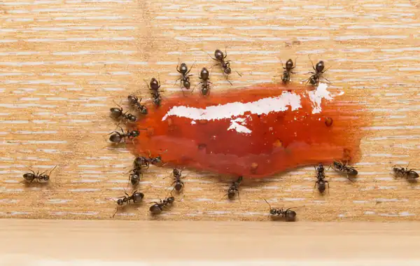 تعبیر خواب مورچه روی خوراکی + برای زن متاهل و باردار و دختر مجرد و از دید مولف