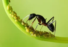 تعبیر خواب مورچه سیاه بزرگ + برای زن متاهل و باردار و دختر مجرد و از دید مولف