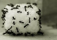 تعبیر خواب مورچه سیاه روی بدن + برای زن متاهل و باردار و دختر مجرد و از دید مولف